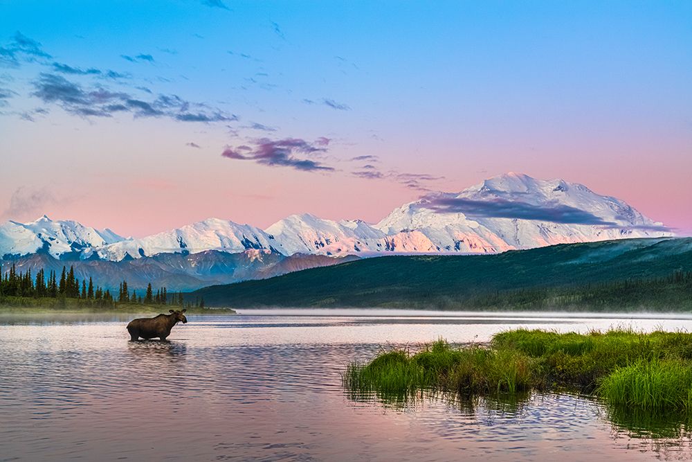 Cow Moose Feeds On Aquatic Grass In Wonder Lake Early In Morning Just As Sun Rises On Summit Alaska. art print by Patrick J Endres for $57.95 CAD