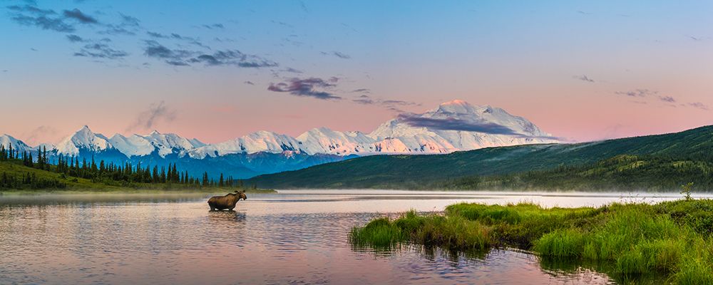 Cow Moose Feeds On Aquatic Grass In Wonder Lake Early In Morning Just As Sun Rises On Summit Alaska. art print by Patrick J Endres for $57.95 CAD
