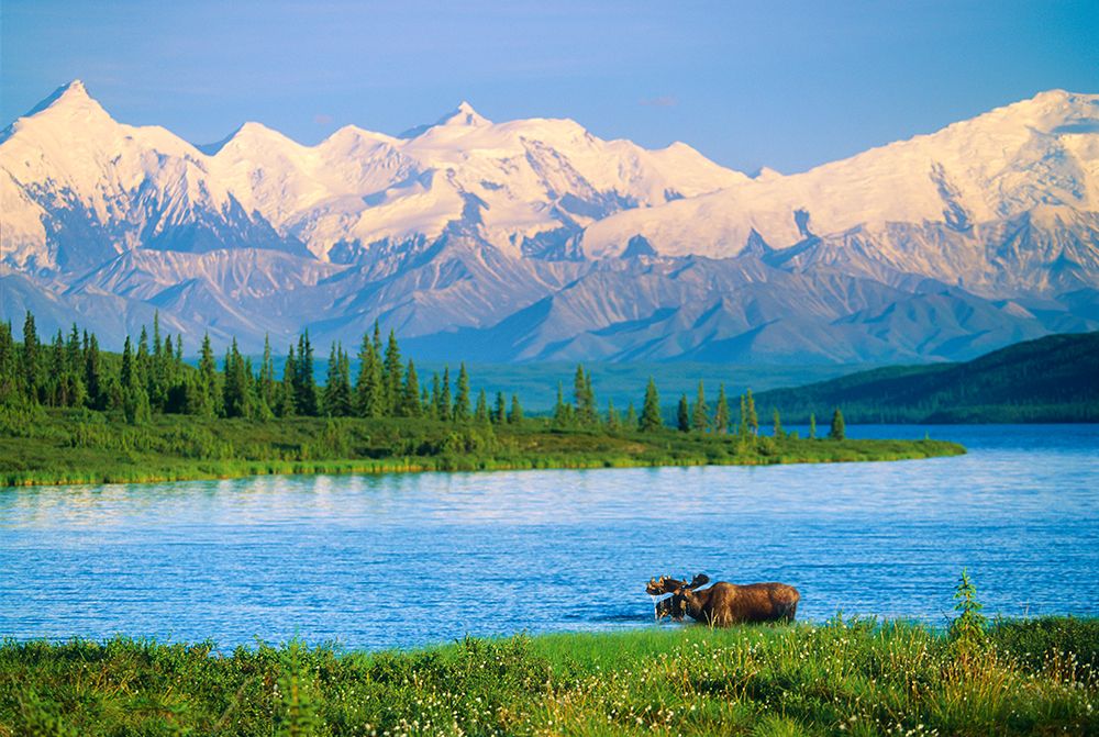 Wonder Lake, Bull Moose Feeds On Vegetation, Alaska Mountains In Distance, Denali National Alaska art print by Patrick J Endres for $57.95 CAD