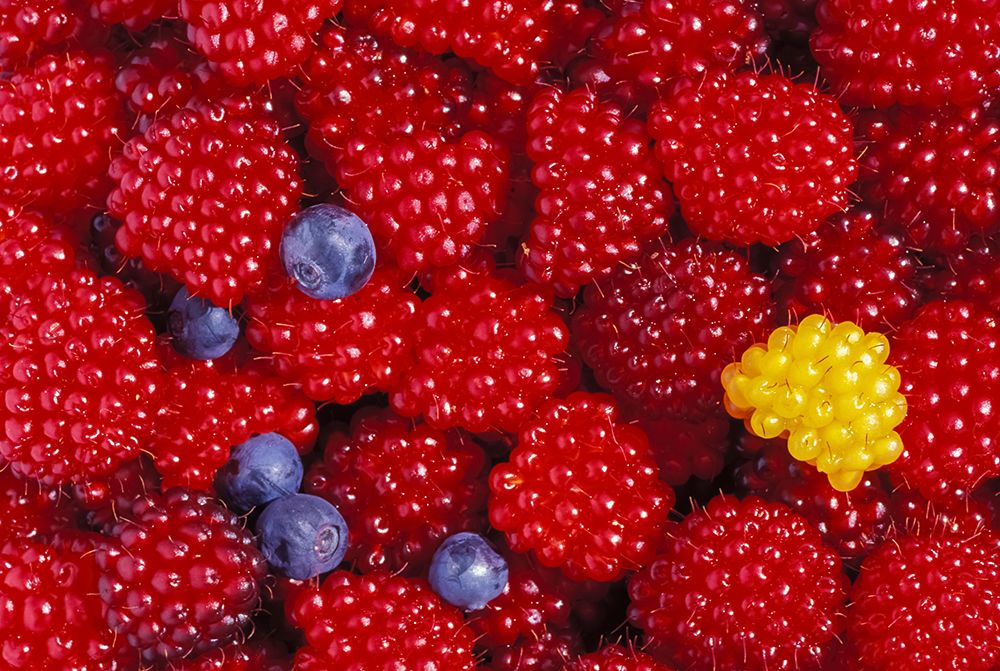 Ripe Red Salmonberries, Blueberries, Cordova, Alaska art print by Patrick J Endres for $57.95 CAD