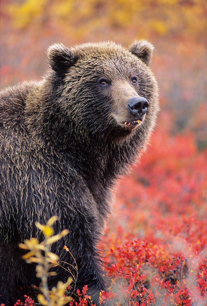 Female Grizzly Bear In Autumn Blueberry Patch In Denali National Park, Alaska. art print by Patrick J Endres for $57.95 CAD