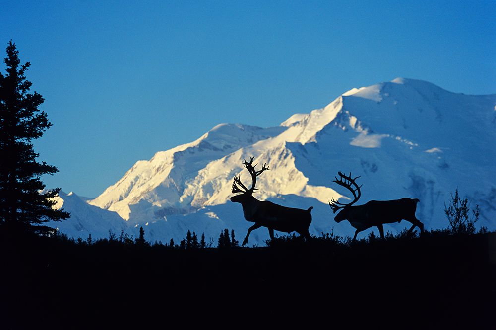 Barren Ground Caribou Prance In Front Of Mount Denali, Denali National Park, Alaska. art print by Patrick J Endres for $57.95 CAD