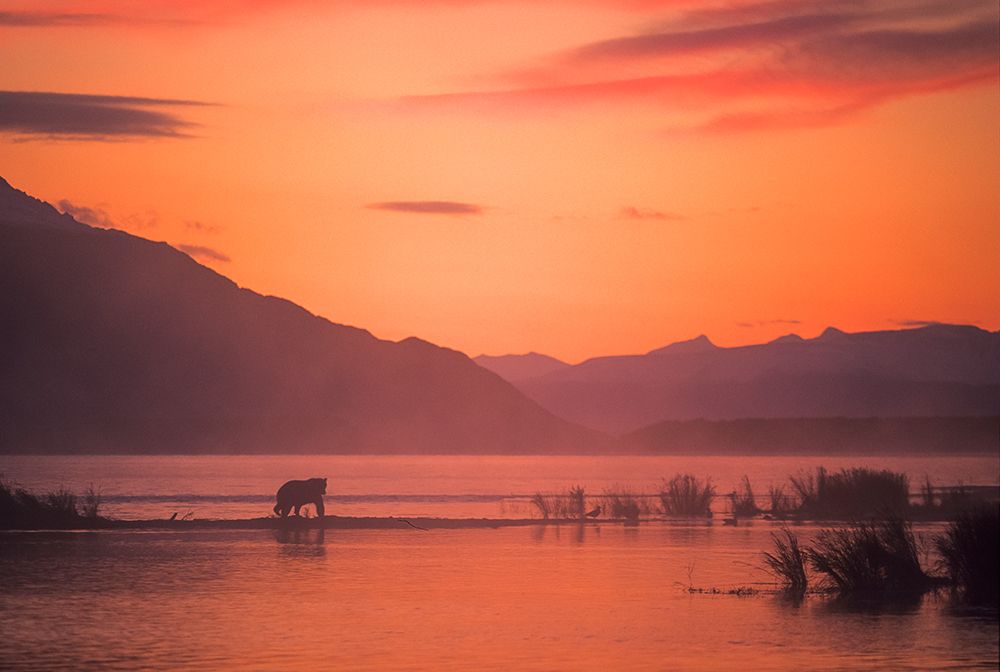 Coastal Brown Bear Wades In The Brooks River At Sunrise In Katmai National Park, Alaska. art print by Patrick J Endres for $57.95 CAD