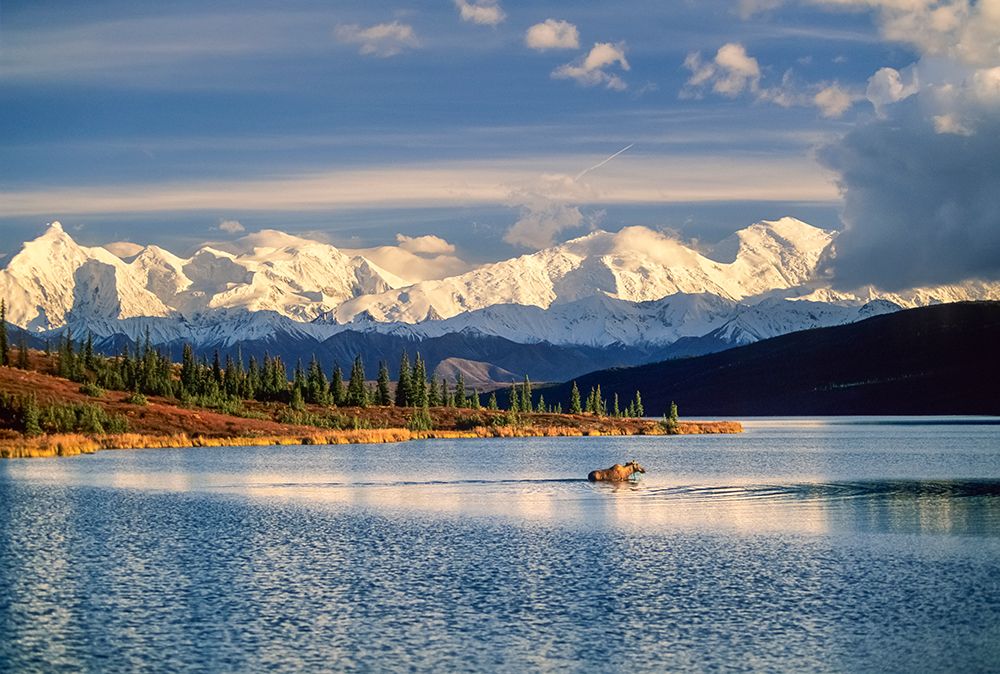 Cow Moose Wades In The Blue Waters Of Wonder Lake, Mt. Brooks And The Alaska Range In The Distance. art print by Patrick J Endres for $57.95 CAD