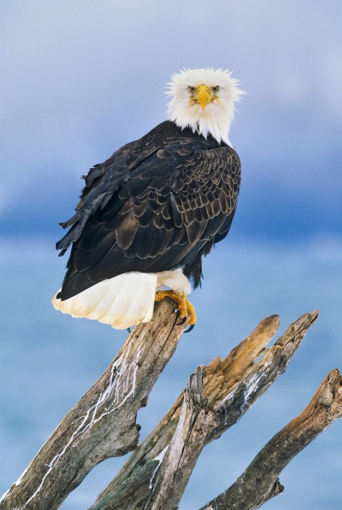Bald Eagle Perched On Driftwood Along The Shores Of Kachemak Bay, Homer, Alaska. art print by Patrick J Endres for $57.95 CAD
