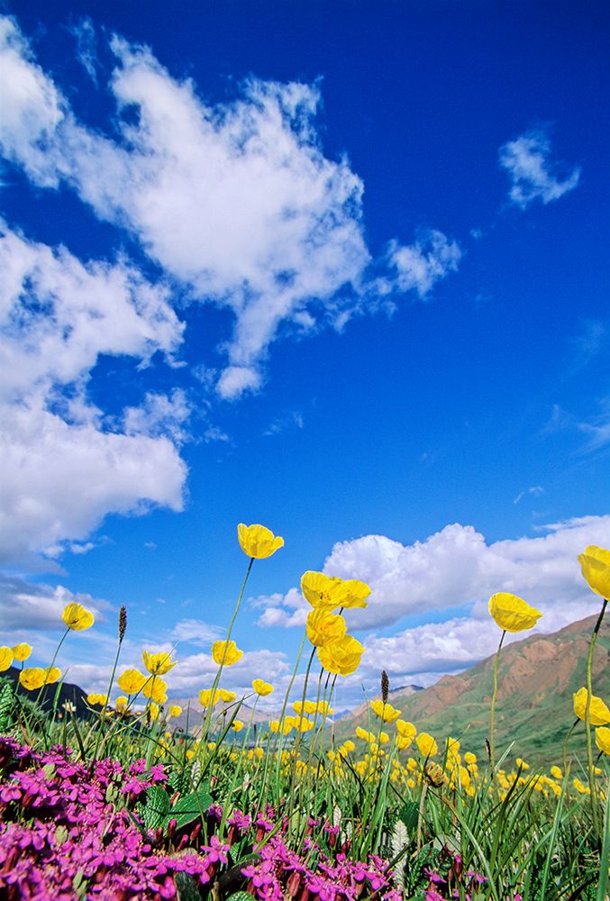 Yellow Alaska Poppies And Moss Campion Grow In Tundra Of Highway Pass In Denali National Alaska. art print by Patrick J Endres for $57.95 CAD