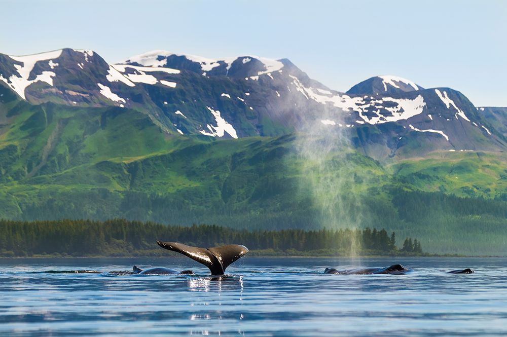 Humpback Whales, Montague Island, Montague Straits, Prince William Sound, Alaska art print by Patrick J Endres for $57.95 CAD