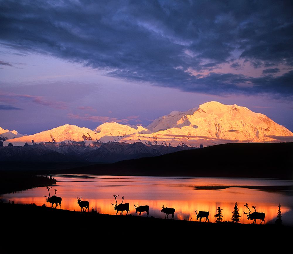 Herd Of Caribou Along Tundra By Wonder Lake. Alpenglow On Denali In Distance, National Park, Alaska art print by Patrick J Endres for $57.95 CAD