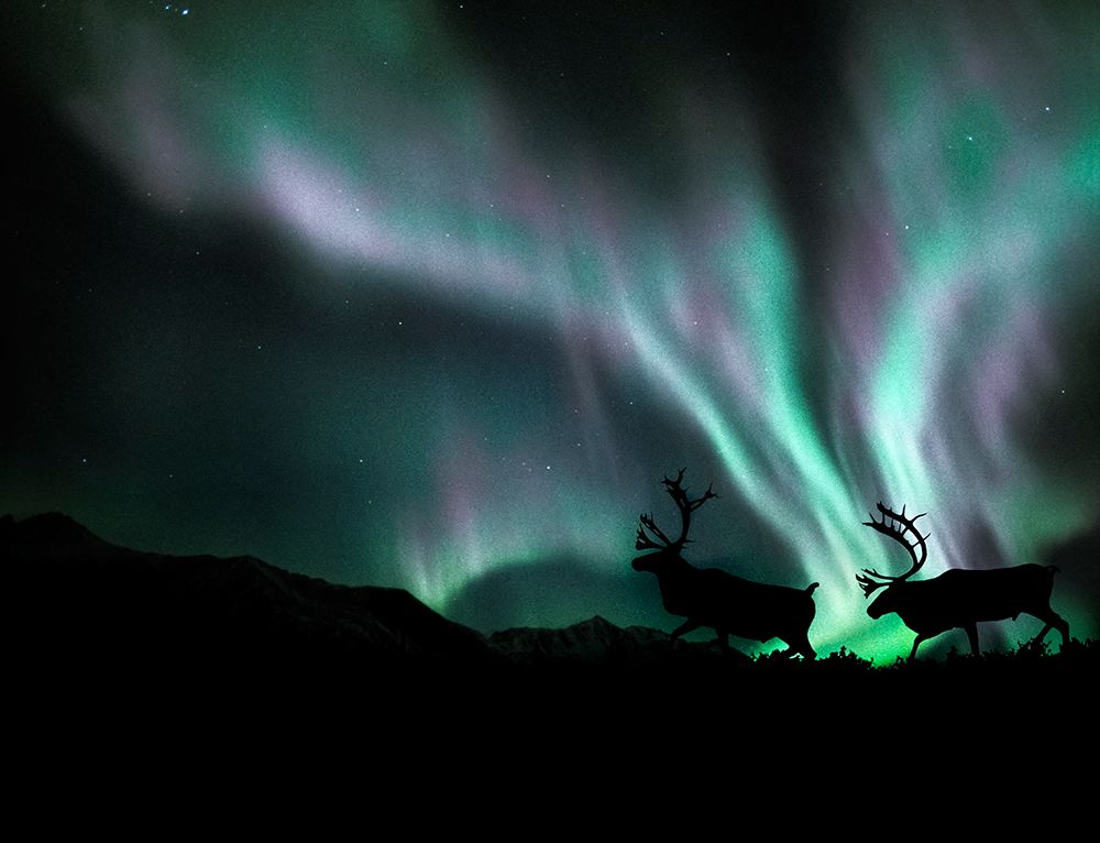 Digital Composite: Bull Caribou Prance In Front Of The Northern Lights, Alaska art print by Patrick J Endres for $57.95 CAD