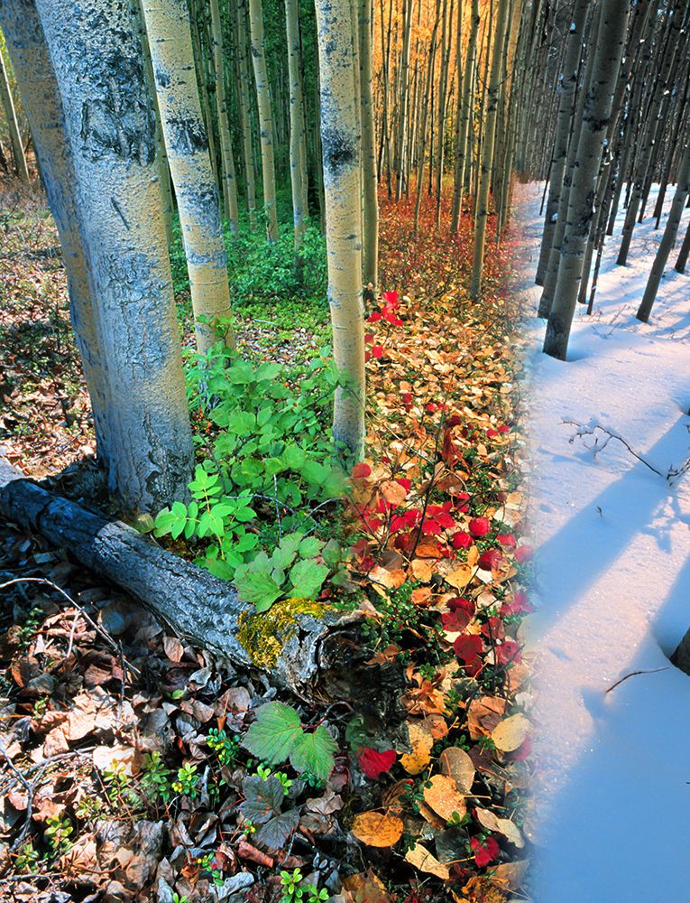 Digital Composite: Boreal Forest Of Aspen Trees In Four Seasons, Fairbanks, Alaska art print by Patrick J Endres for $57.95 CAD