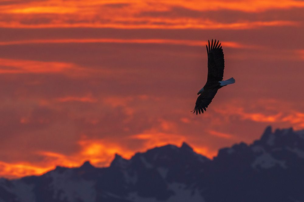 Bald Eagle Flight Silhouette Over The Olympic Mountains At Sunset art print by Ken Archer for $57.95 CAD
