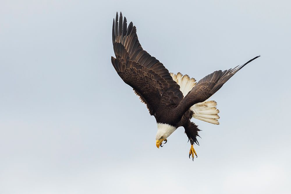 Bald Eagle In Flight, A Quick Dive Upon Spotting A Possible Meal art print by Ken Archer for $57.95 CAD