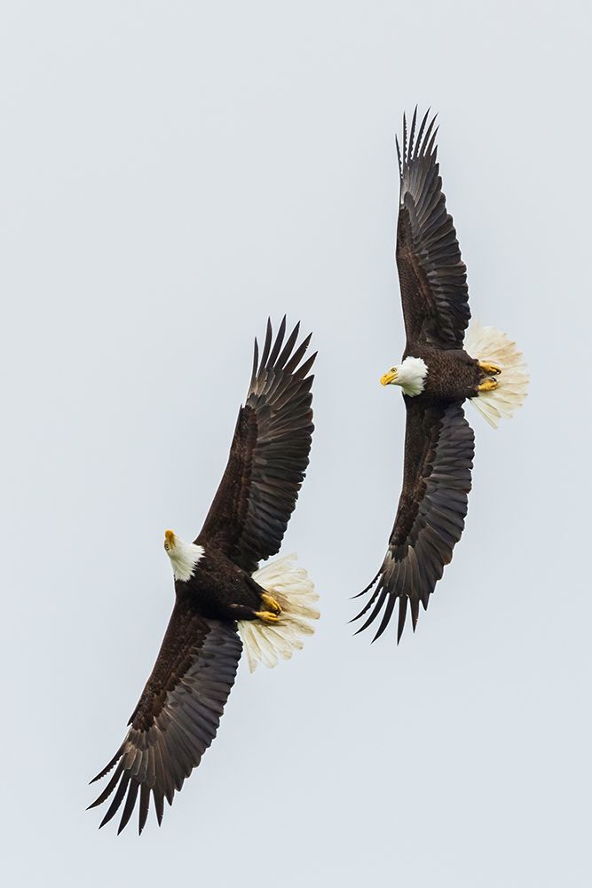 Bald Eagle Pair In Flight, Courtship art print by Ken Archer for $57.95 CAD