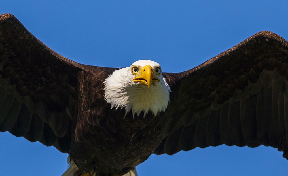 Bald Eagle Flyby Up Close art print by Ken Archer for $57.95 CAD