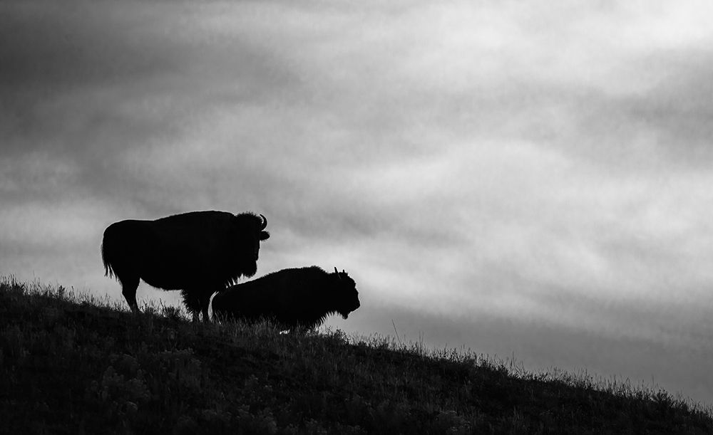 Bison Pair Looking Over Lamar Valley art print by Ken Archer for $57.95 CAD
