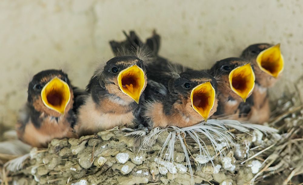 Barn Swallow Chicks, Begging To Be Fed From Nearby Parent art print by Ken Archer for $57.95 CAD