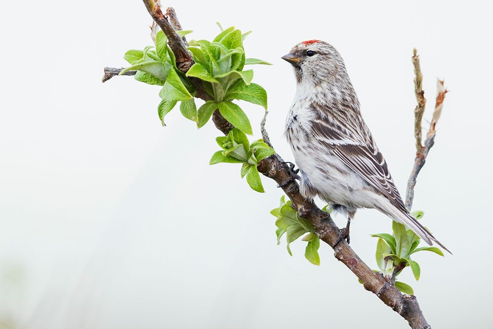 Common Redpoll, Alert Portrait art print by Ken Archer for $57.95 CAD