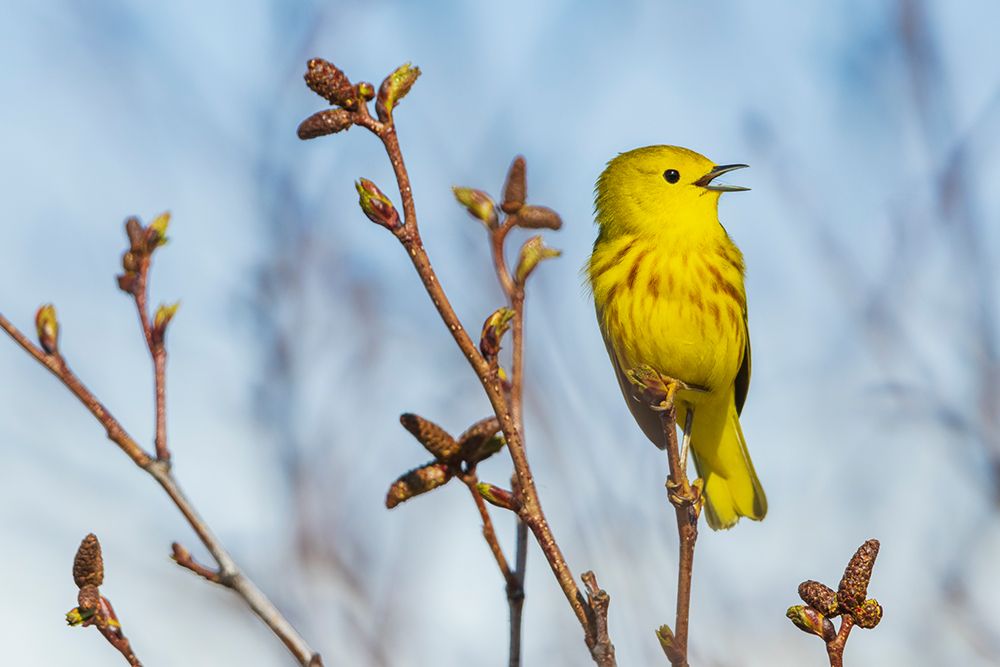 Yellow Warbler, Spring Song In The Sub-Arctic Of Alaska art print by Ken Archer for $57.95 CAD
