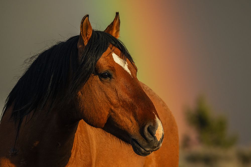 Wild Stallion, Golden Light And Rainbow art print by Ken Archer for $57.95 CAD