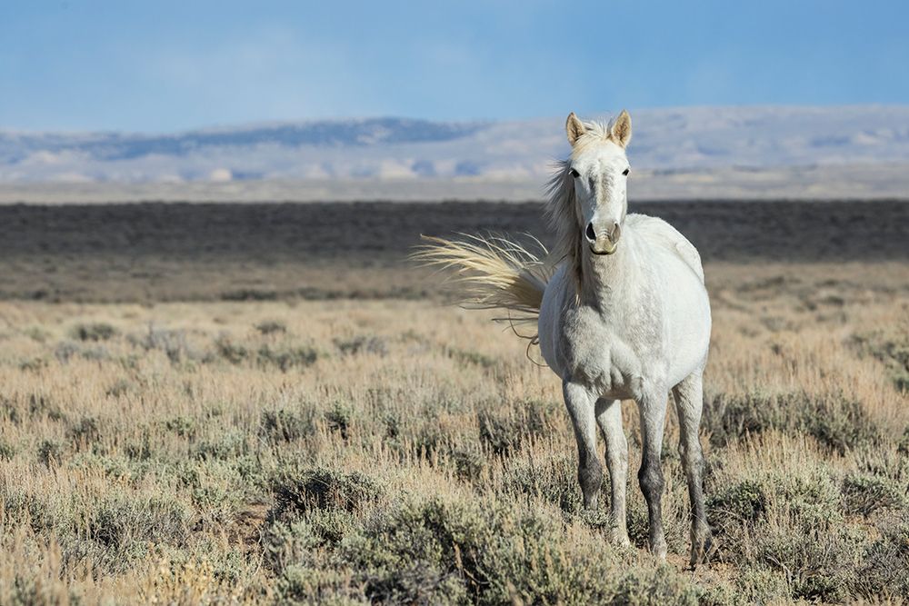 Wild Horse, A White Dapple Mare At Home In The Sandwash Basin art print by Ken Archer for $57.95 CAD