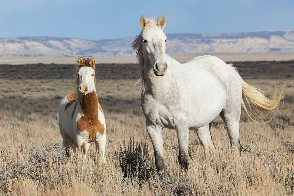 Wild Horses, Mare And Foal At Home In The Sandwash Basin art print by Ken Archer for $57.95 CAD