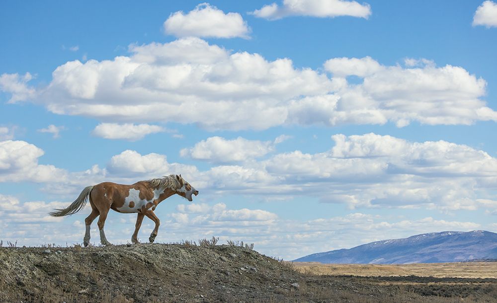 Stallion Approaching A Group Of Unseen Wild Horses art print by Ken Archer for $57.95 CAD