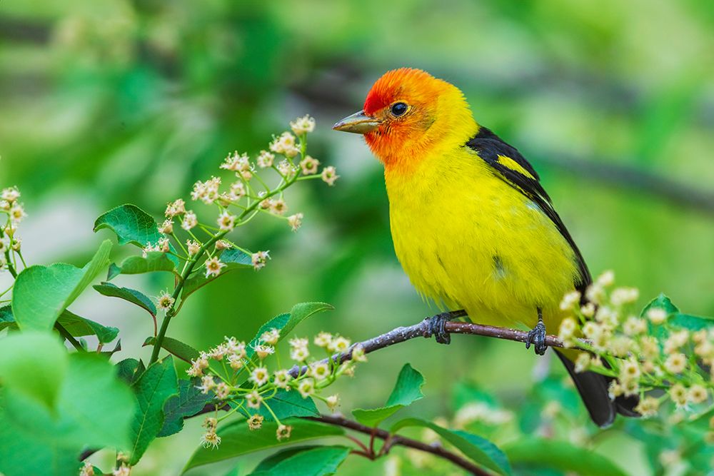 Western Tanager Poses Among Berry Blooms art print by Ken Archer for $57.95 CAD