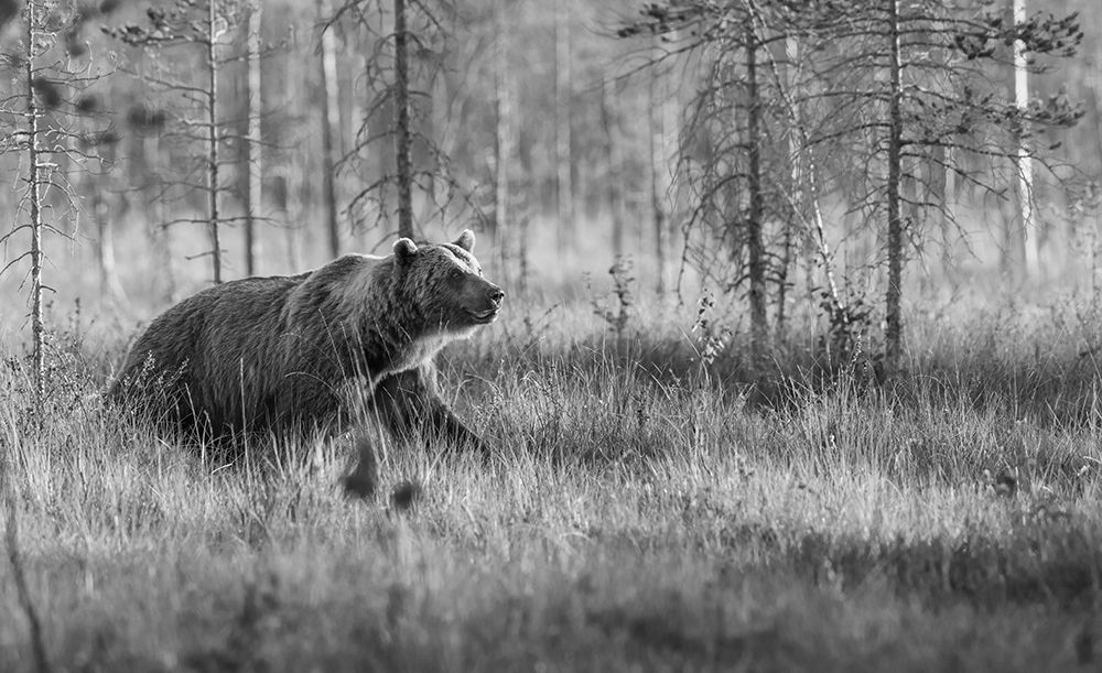 Eurasian Brown Bear Wonders The Forests Of Finland art print by Ken Archer for $57.95 CAD