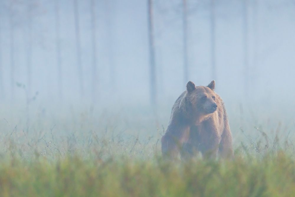 Eurasian Brown Bear, Emrging Out Of The Fog art print by Ken Archer for $57.95 CAD