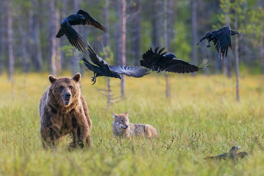 Eurasian Brown Bear, Chasing Ravens While Wolf Watches art print by Ken Archer for $57.95 CAD