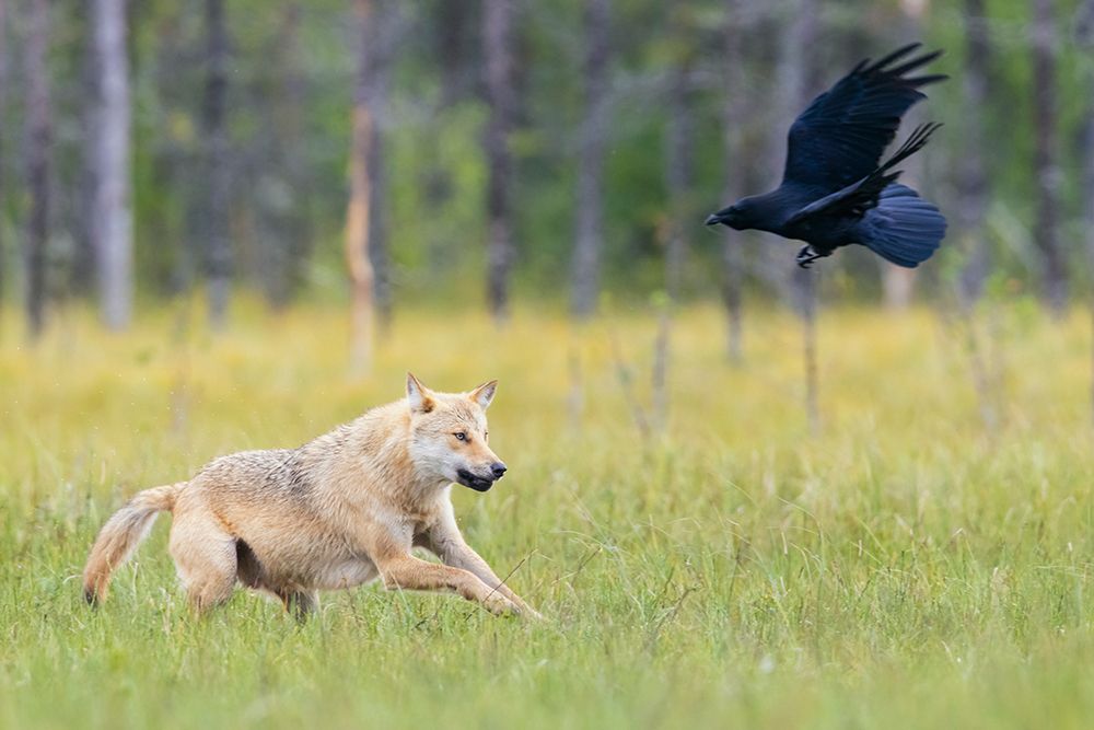 Eurasian Wolf, Chases Raven Away art print by Ken Archer for $57.95 CAD