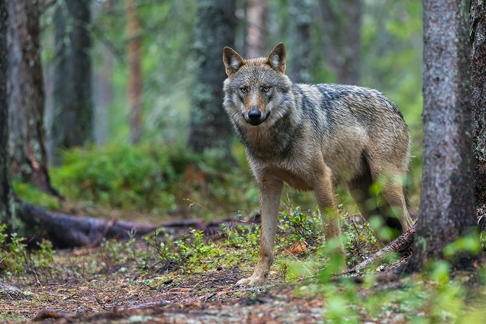 Eurasian Wolf, Alpha Male At Home In The Forest art print by Ken Archer for $57.95 CAD