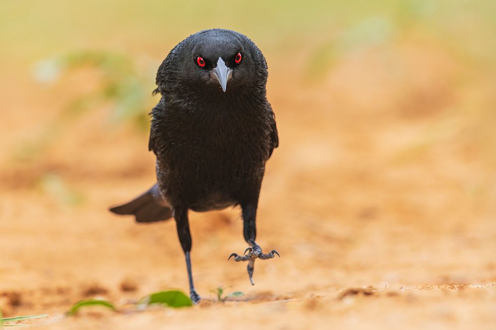Bronzed Cowbird; Performing His Courtship Display art print by Ken Archer for $57.95 CAD