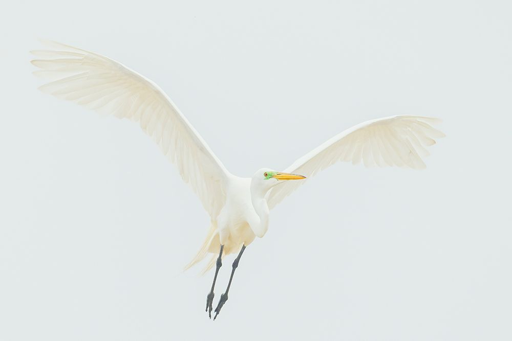 White-On-White, Great Egret Flyby art print by Ken Archer for $57.95 CAD