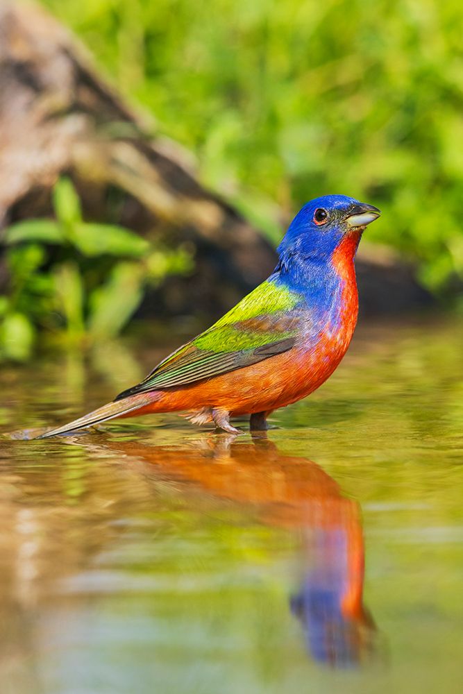 Painted Bunting, Preparing To Take A Bath art print by Ken Archer for $57.95 CAD