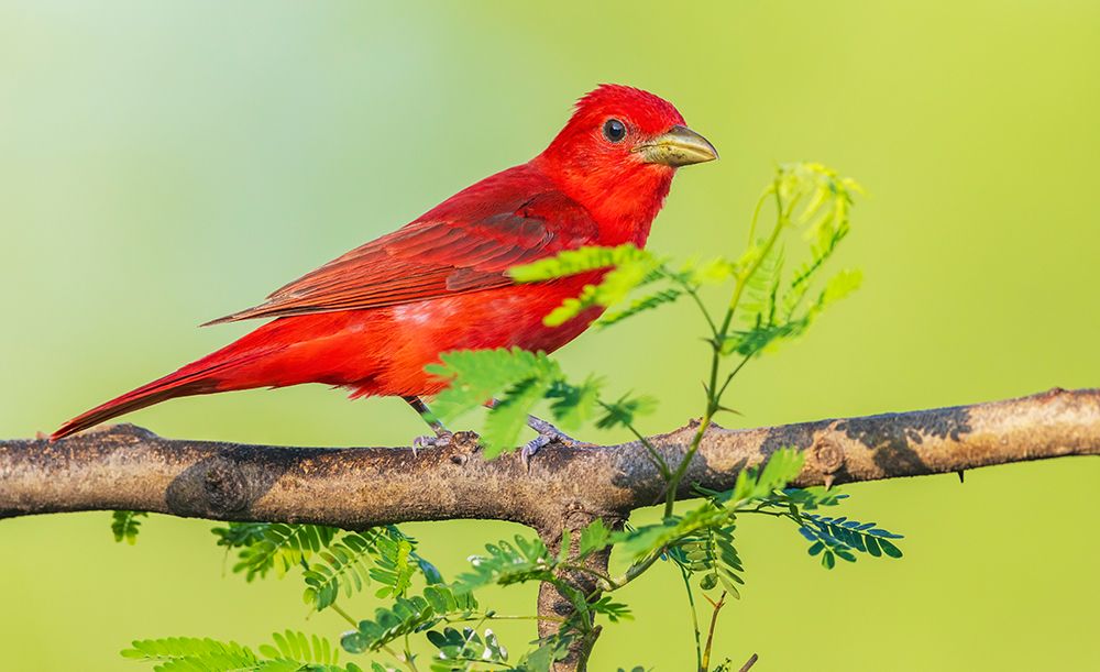 Summer Tanager, Taking A Look Around art print by Ken Archer for $57.95 CAD