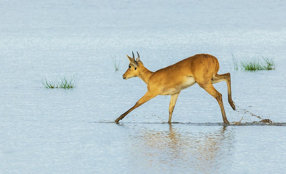 Bohor Reedbuck Crossing Through Marshy Wetlands In Amboseli art print by Ken Archer for $57.95 CAD