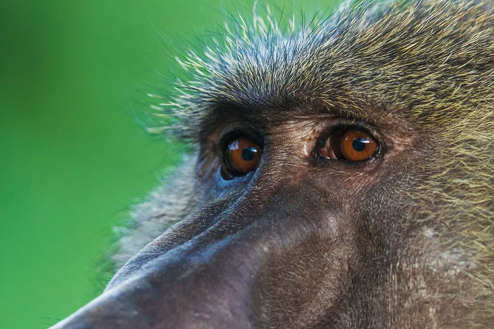 Olive Baboon Close-Up, Eyes art print by Ken Archer for $57.95 CAD