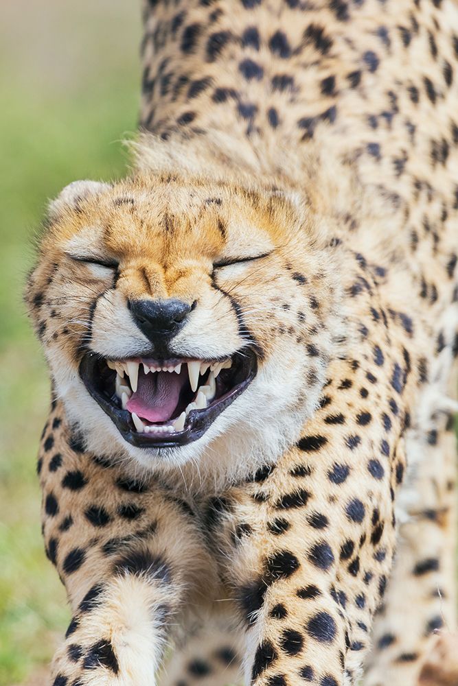 Young Cheetah, Yawn And Stretch art print by Ken Archer for $57.95 CAD