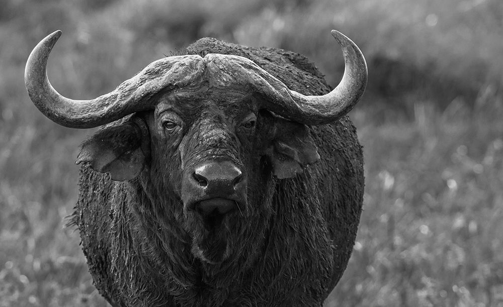 Cape Buffalo Close-Up In The Mara art print by Ken Archer for $57.95 CAD