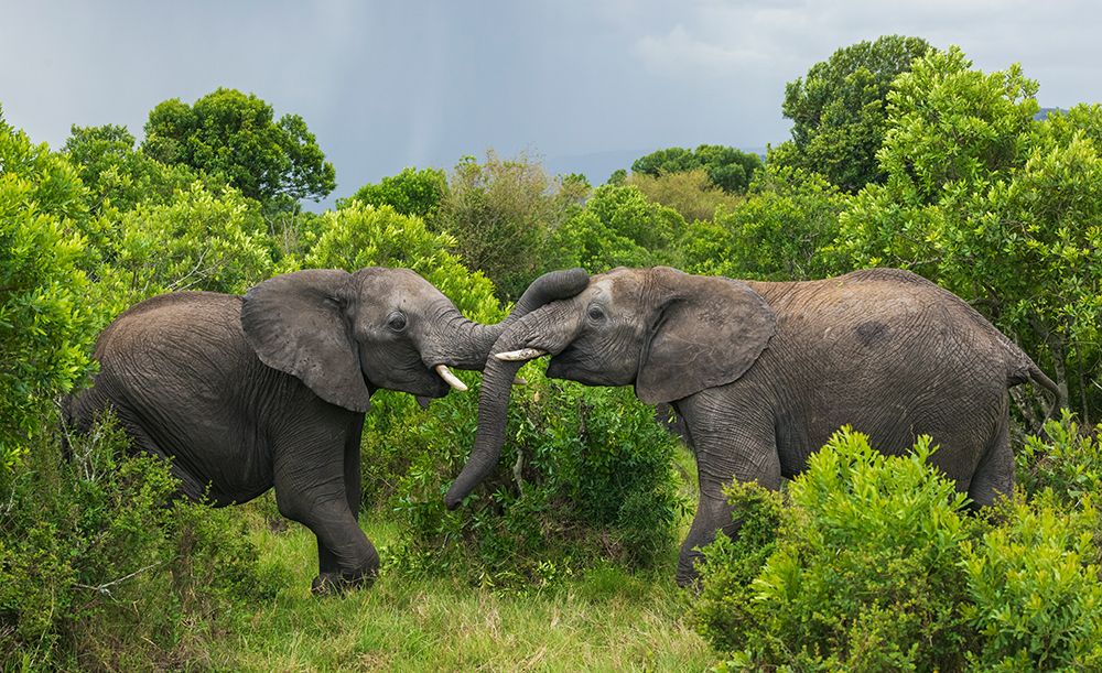 Playful Young Elephants Having Fun In The Brush art print by Ken Archer for $57.95 CAD