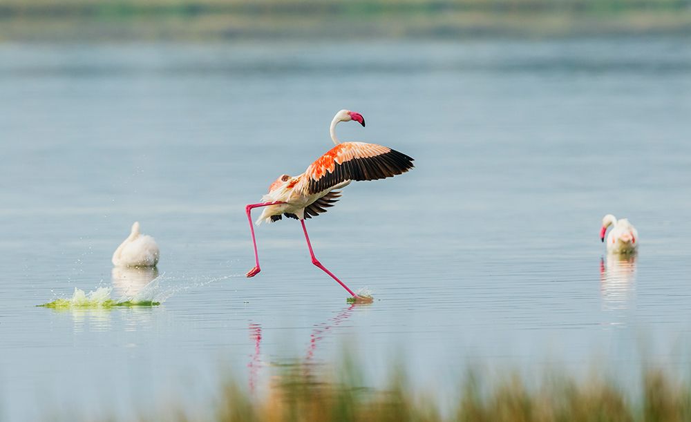Greater Flamingo, Running On Water art print by Ken Archer for $57.95 CAD