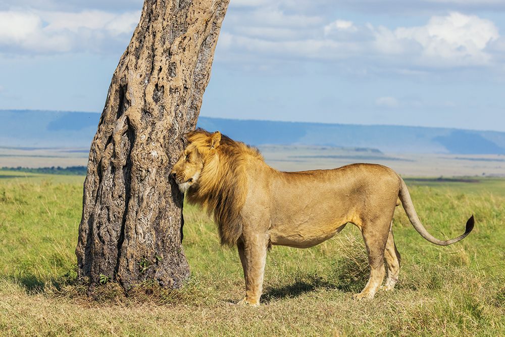 African Lion, Male Scratching His Head art print by Ken Archer for $57.95 CAD