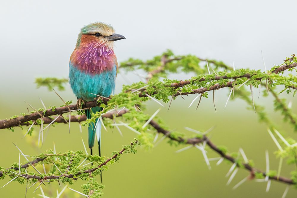 Lilac-Breasted Roller, At Home In The Grasslands art print by Ken Archer for $57.95 CAD