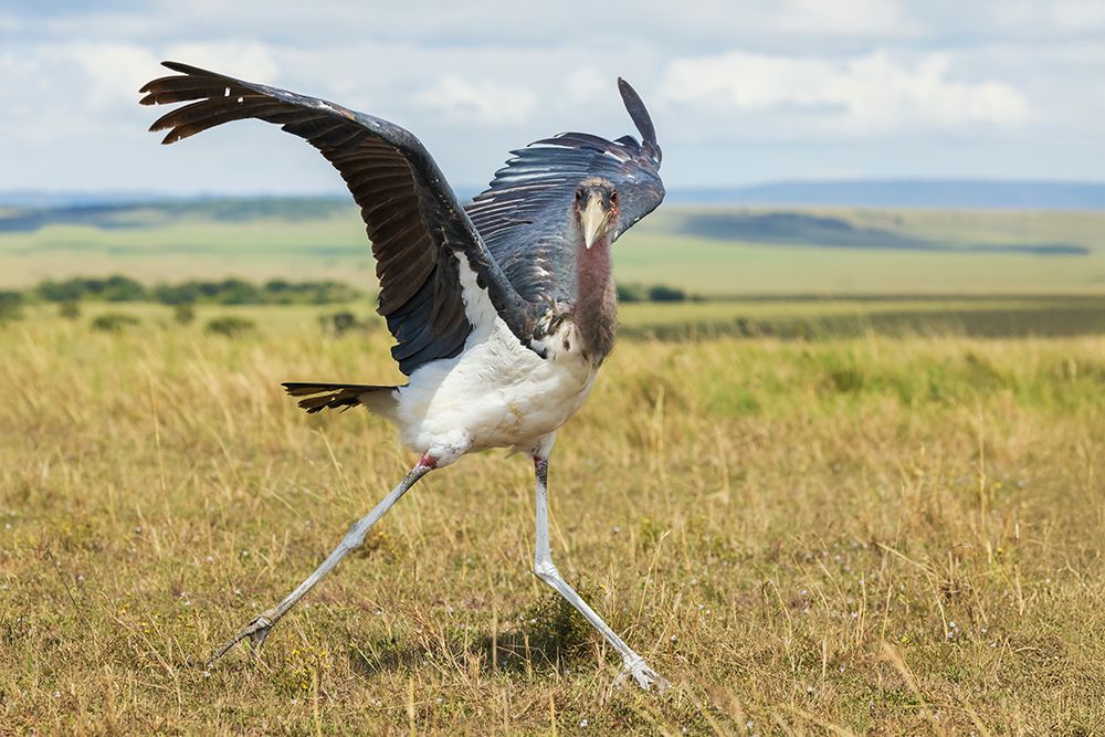 Marabou Stork, Cheesing For The Camera art print by Ken Archer for $57.95 CAD