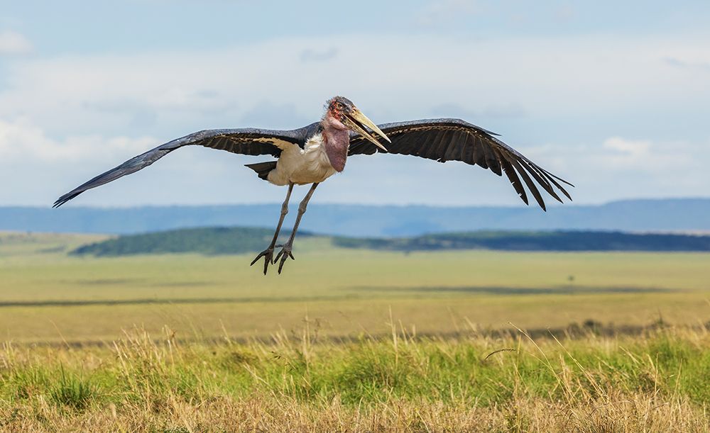 Marabou Stork Alighting art print by Ken Archer for $57.95 CAD
