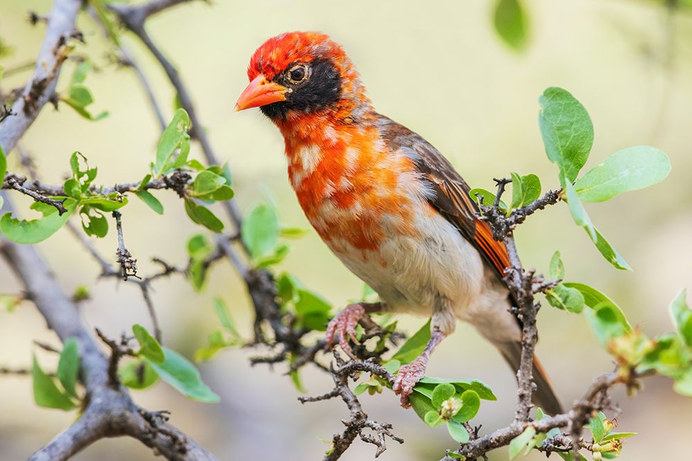 Red-Headed Weaver Foraging In The Scrub Brush art print by Ken Archer for $57.95 CAD