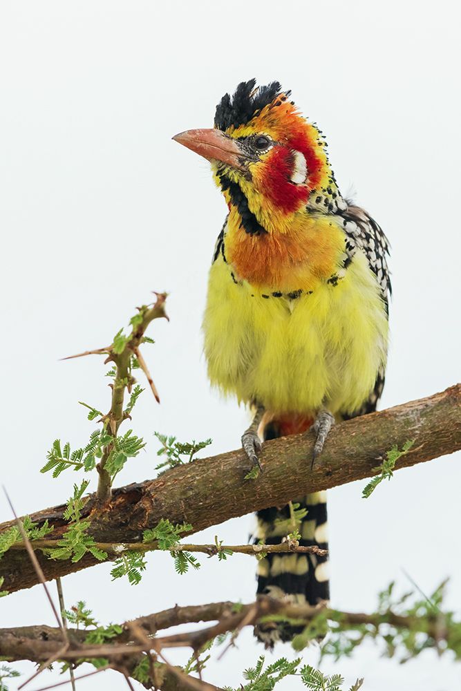 Red-And-Yellow Barbet (Male) At Home Amongst The Thorns art print by Ken Archer for $57.95 CAD