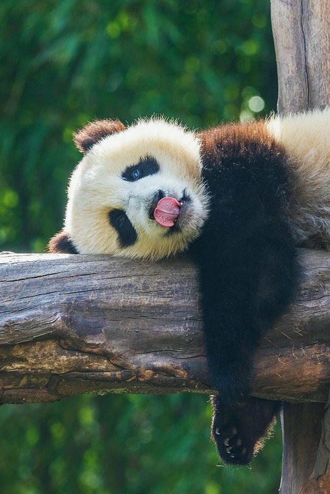Curious Young Giant Panda Attempting To Rest art print by Ken Archer for $57.95 CAD