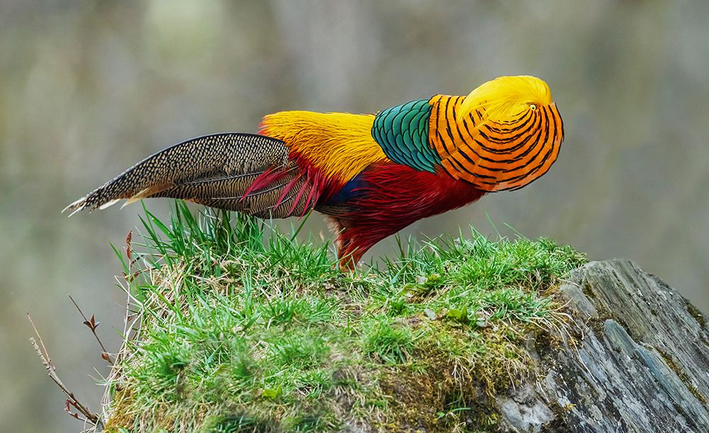 Golden Pheasant Male In Full Courtship Display, Courting A Female art print by Ken Archer for $57.95 CAD